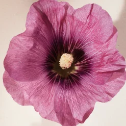 Chloé Atelier des Fleurs Hibiscus Abelmoschus Eau de Parfum 50ml