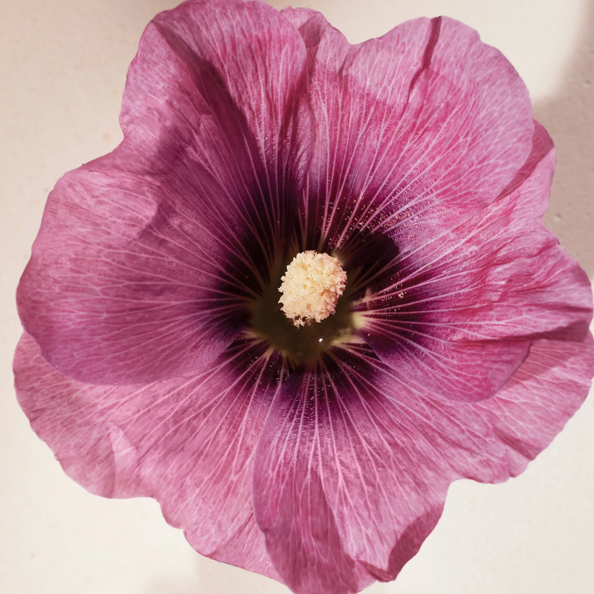 Chloé Atelier des Fleurs Hibiscus Abelmoschus Eau de Parfum 50ml