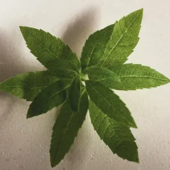 Chloé Atelier des Fleurs Verbena Eau de Parfum 50ml
