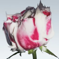Fresh Rose Deep Hydration Face Cream 50ml
